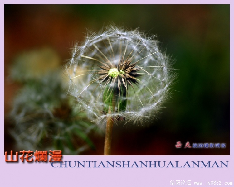 山花烂漫——12副本.jpg