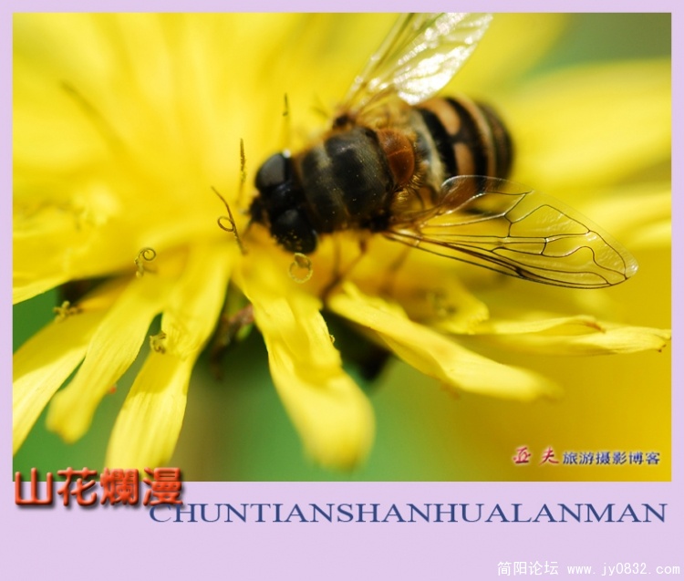 山花烂漫——01副本.jpg