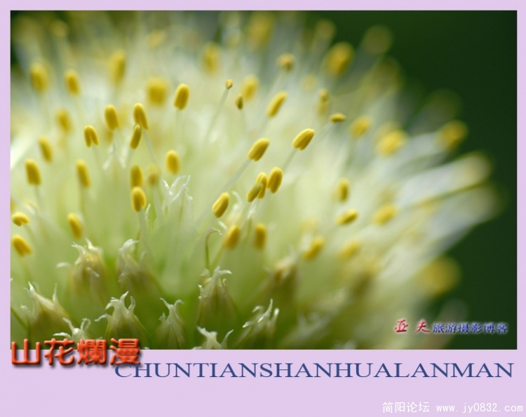 山花烂漫——17副本.jpg