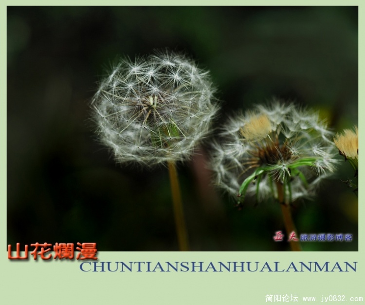 山花烂漫——15副本.jpg