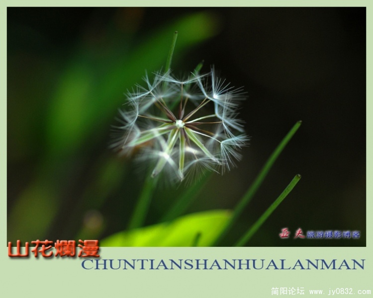 山花烂漫——13副本.jpg