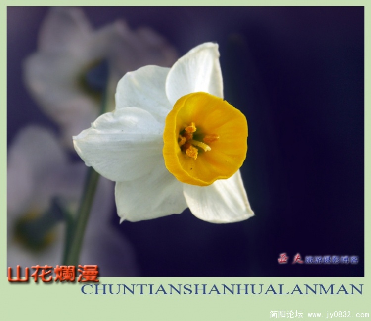 山花烂漫——16副本.jpg