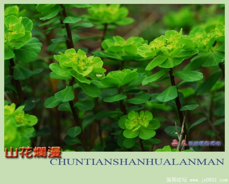 山花烂漫——08副本.jpg