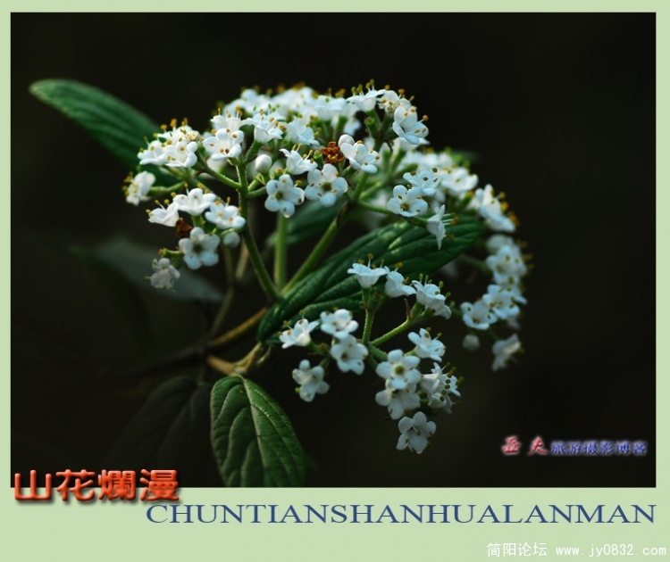 山花烂漫——02副本.jpg