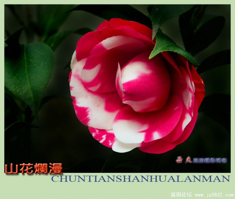 山花烂漫——18副本.jpg