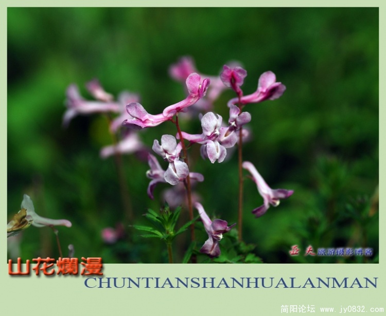 山花烂漫——11副本.jpg