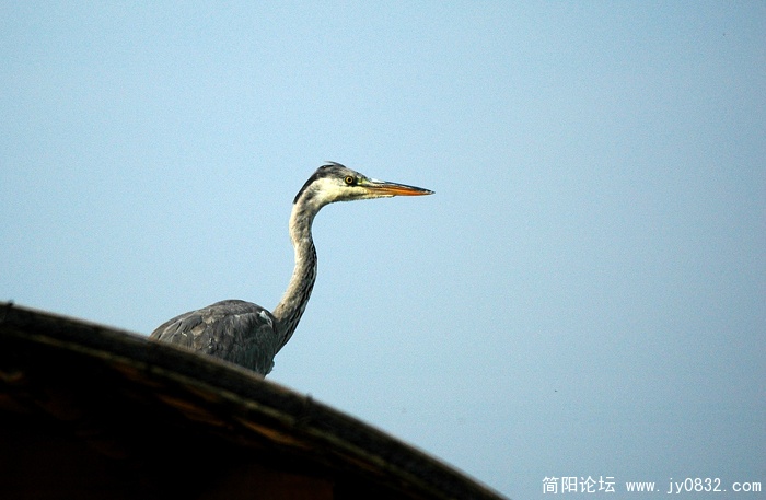 DSC_9747 拷贝.jpg