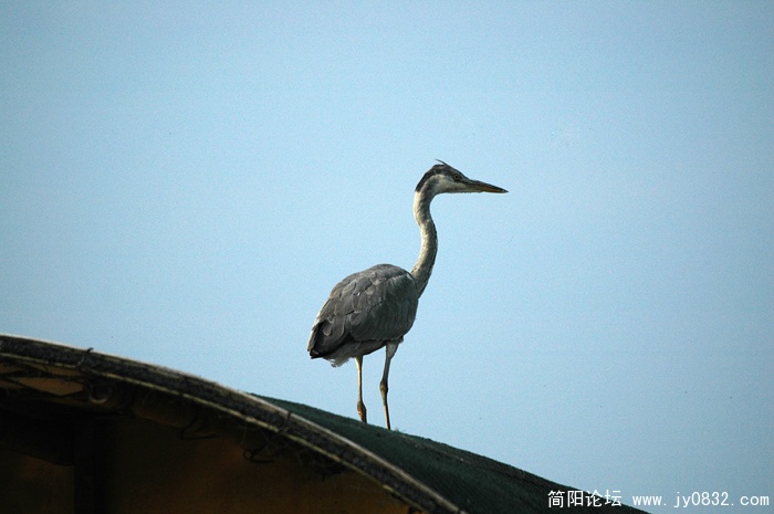 DSC_9746 拷贝.jpg
