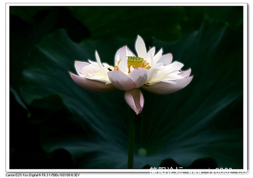 nEO_IMG_IMG_7312.jpg