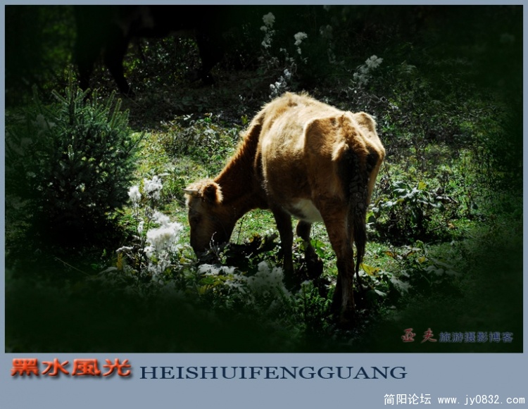 黑水风光（一）——05副本.jpg