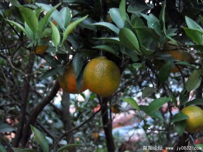 DSCF1579.jpg