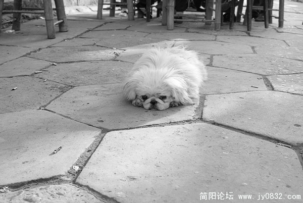DSC00247 拷贝.jpg