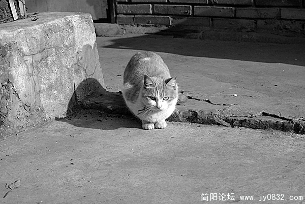 DSC00252 拷贝.jpg
