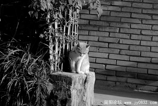 DSC00263 拷贝.jpg