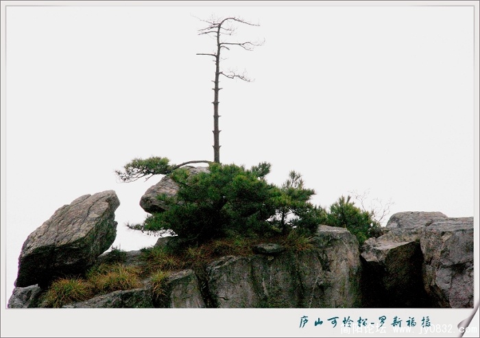 可怜松2.jpg