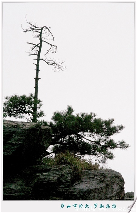 可怜松3.jpg