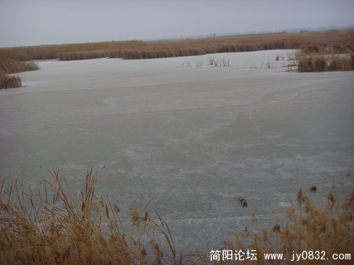 湿地.jpg