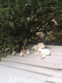 IMG0006A.jpg