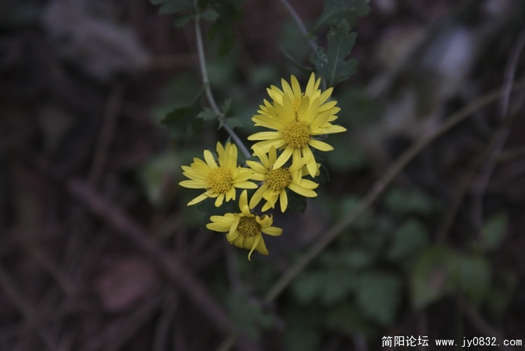 DSC00497.jpg