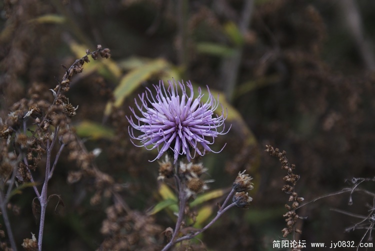 DSC00504.jpg