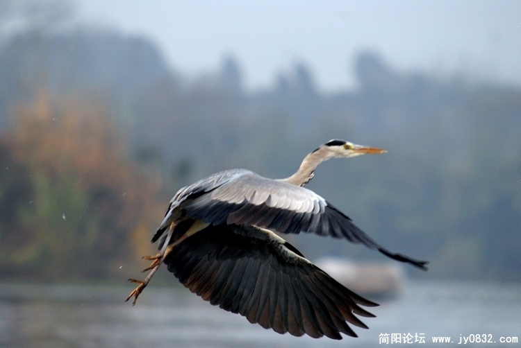 简阳苍鹭.jpg