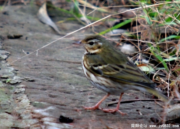 简阳小鹀.jpg