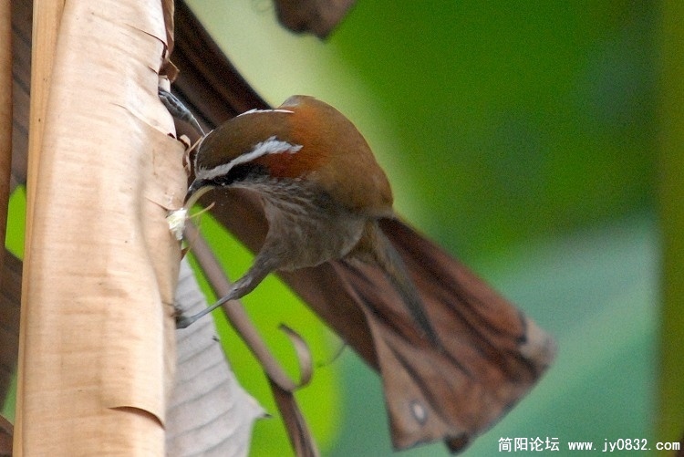 简阳棕颈钩嘴鹛.jpg