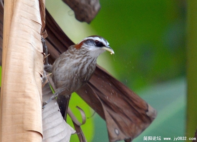 简阳棕颈钩嘴鹛2.jpg