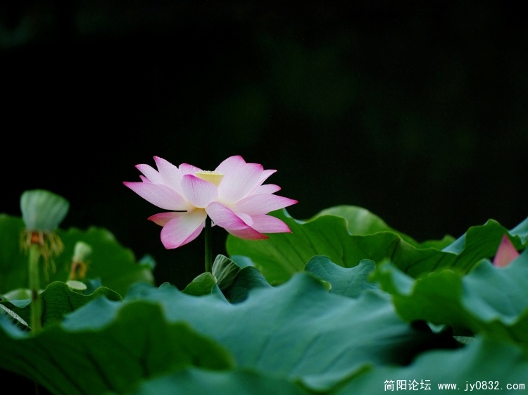 壁纸 (14).JPG