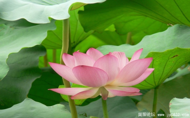 壁纸 (48).jpg