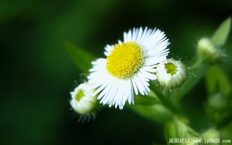 小白花.JPG