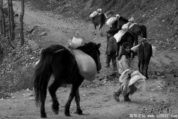 生活在交通发达的都市人大概没有想到，如今山里运输还要马帮，而“帮主”还是未成年的孩子。