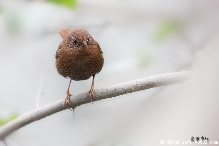 鹪鷯.jpg