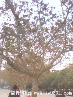 IMG0186A.jpg