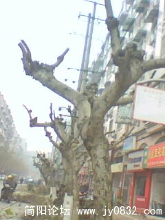 IMG0155A.jpg