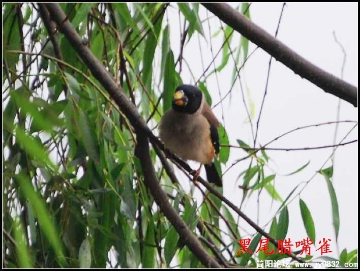 简阳黑尾蜡嘴雀2.jpg