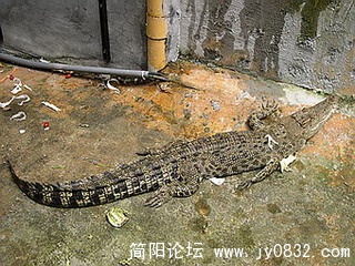 DSCN6038.jpg
