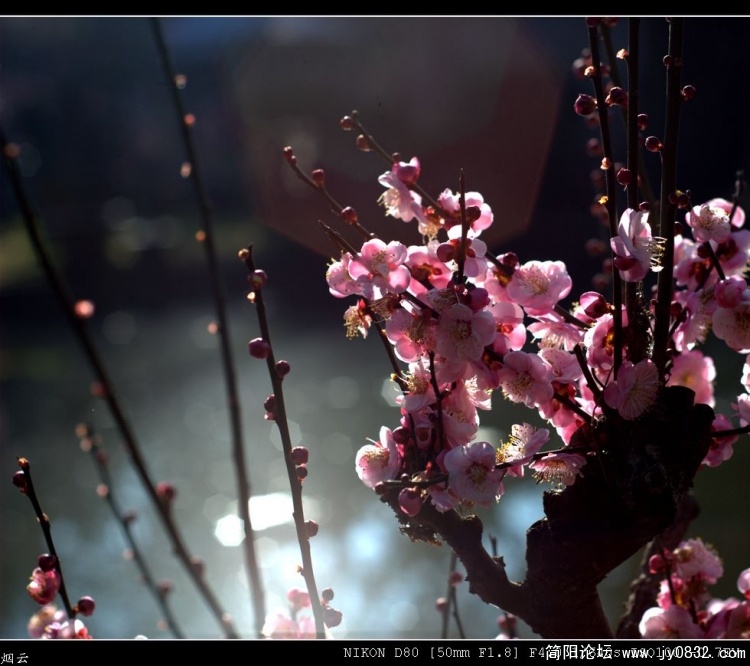 DSC_0258_光影_1.jpg