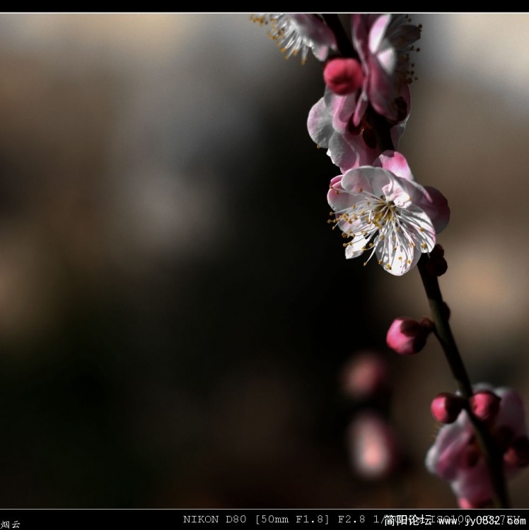 DSC_0267_光影_1.jpg
