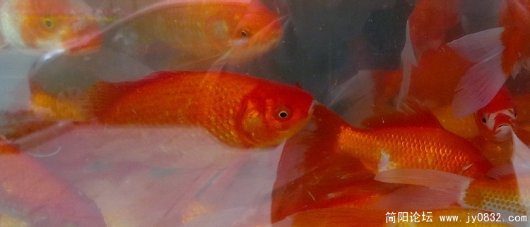 20100130018.jpg