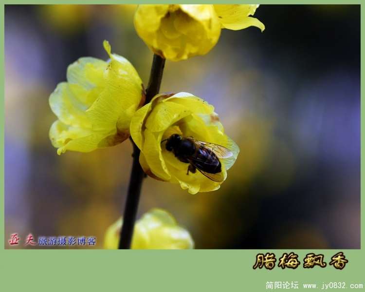 又闻腊梅飘幽香（一）03副本.jpg