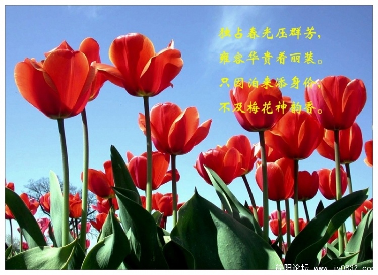 花的世界6.JPG