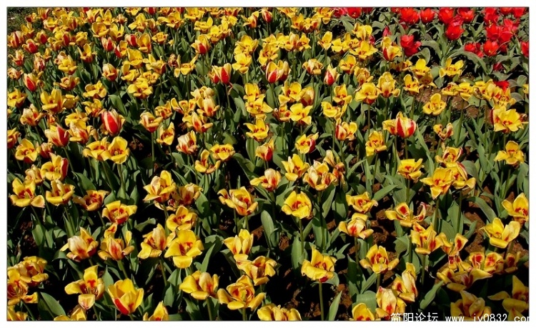 花的世界1.JPG