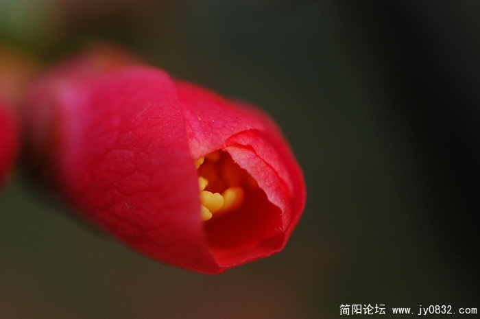 微距片（4）.jpg