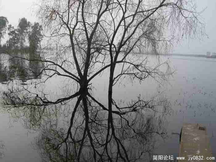 树影，水光