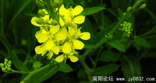 DSCN3703.jpg