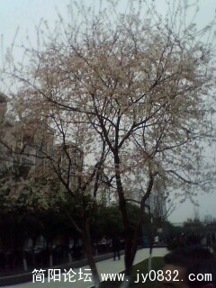 IMG0011A.jpg
