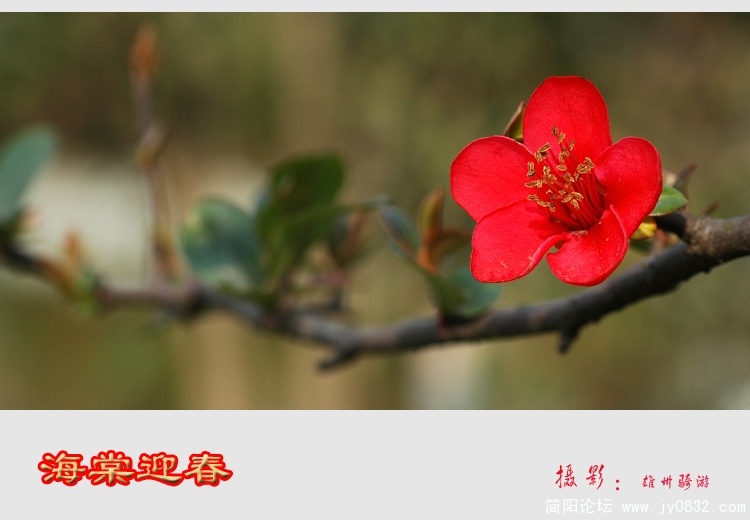 海棠迎春０２.jpg