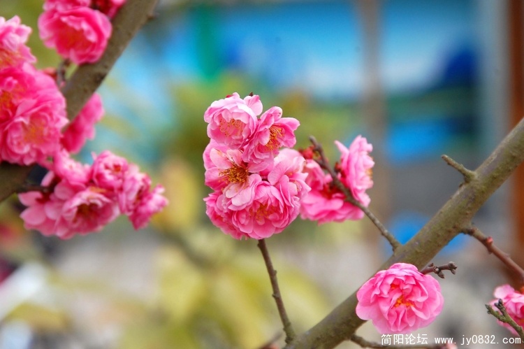 DSC_6865副本.jpg