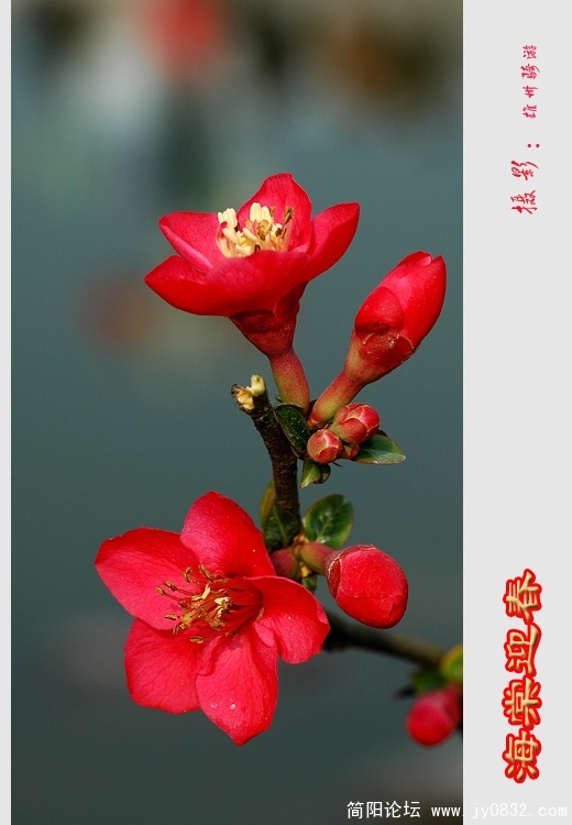海棠迎春０4.jpg